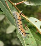 Large gray dagger moth caterpillar  (<em>Acronicta insita</em>), #9202  [September 6]