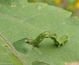 Olive-shaded bird-dropping moth caterpillar [September 6]