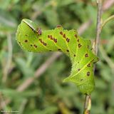 Blinded sphinx moth caterpillar (<em>Paonias excaecata</em>), #7824  [September 6]