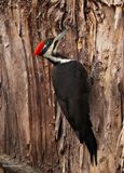 Pileated woodpecker