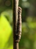 One-spotted variant moth caterpillar  (<em>Hypagyrtis unipunctata</em>, #6654  [September 3]