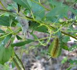 Banded tussock moth caterpillars  (<em>Halysidota tessellaris</em>), #8203  [September 3]