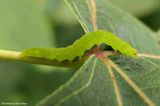 Erebidae moth (<em>Hypena</em> sp.)  [September 1]