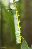 False sphinx moth caterpillar (<em>Pheosia rimosa</em>), #7922  [September 1]