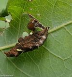 Unicorn moth caterpillar  (<em>Coelodasys unicornis</em>), #8007 