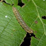 Noctuid moth caterpillar (<em>Zanclognatha pedipalis</em>)??