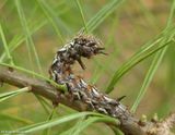 Eastern panthea moth caterpillar  (<em>Panthea furcilla</em>), #9182  [September 16]