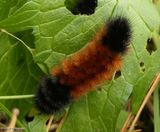 Woolly bear caterpillar  (<em>Pyrrharctia isabella</em>), #8129  [October 12]
