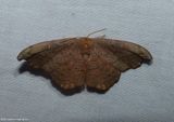 Rose hooktip moth  (<em>Oreta rosea</em>), #6255
