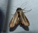 Brown-hooded owlet moth (<em>Cucullia convexipennis</em>), #10202 