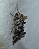 Salt-and-pepper looper moth  (<em>Syngrapha rectangula</em>), #8942
