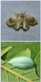 Jewelled tailed slug moth and larva  (<em>Packardia geminata</em>), #4659
