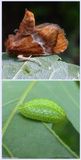 Yellow-shouldered slug moth and larva  (<em>Lithacodes fasciola</em>), #4665 