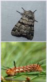 Eastern panthea moth and larva  (<em>Panthea furcilla</em>), #9182