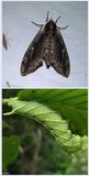 Elm sphinx moth and larva  (<em>Ceratomia amyntor</em>), #7786