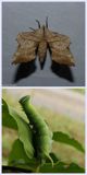 Walnut sphinx moth and larva  (<em>Amorpha juglandis</em>, #7827 