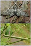 Salt and pepper geometer moth and larva  (<em>Biston betularia</em>), #6640