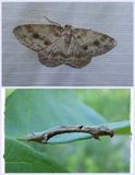 Small engrailed moth and larva (<em>Ectropis crepuscularia</em>), #6597