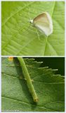 White spring moth and larva (<em>Lomographa vestaliata</em>), #6667