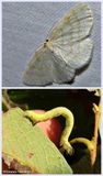 Yellow-dusted cream moth and larva  (<em>Cabera erythemaria<<em>, #6677