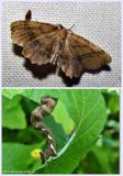 Scallop moth and larva (<em>Cepphis armataria</em>), #6835