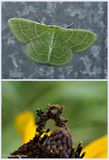 Wavy-lined emerald moth and larva (<em>Synchlora aerata</em>), #7058 