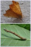 Maple spanworm moth and larva  (<em>Ennomos magnaria</em>, #6797