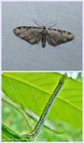 Tawny eupithecia moth and larva  (<em>Eupithecia ravocostaliata</em>), #7605