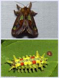 Spiny oak slug moth and larva (<em>Euclea delphinii</em>), #4697  