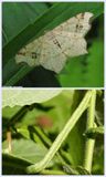 Common angle moth and larva (<em>Macaria aemulataria</em>), #6326 