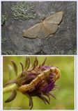 Common tan wave moth and larva (<em>Pleuroprucha insulsaria</em>), #7132