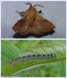 Forest tent  moth and larva (<em>Malacosoma disstria</em>), #7698