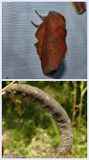 American lappet moth and larva  (<em>Phyllodesma americana</em>, #7687