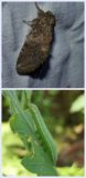 Angulose prominent moth and larva (<em>Peridea angulosa</em>), #7920