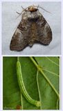 Linden prominent moth and larva (<em>Ellida caniplaga</em>), #7930