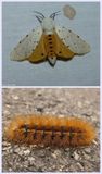 Salt marsh moth and larva  (<em>Estigmene acrea</em>), #8131 