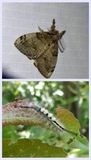 White-marked tussock moth and larva (<em>Orgyia leucostigma</em>), #8316