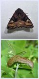 American angle shades moth and larva (<em>Euplexia benesimilis</em>), #9545
