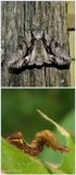 Common Hyppa moth and larva (<em>Hyppa xylinoides</em>), #9578