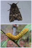 Otter spiramater moth and larva (<em>Spiramater lutra</em>), #10301
