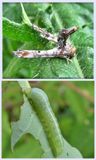 Dark marathyssa moth and larva  (<em>Dark Marathyssa</em>), #8955