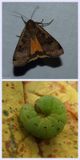 Large yellow underwing moth and larva (<em>Noctua pronuba</em>), #11003.1 