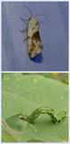 Olive-shaded Bird-dropping moth and larva (<em>Ponometia candefacta</em>), #9090
