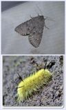 American dagger moth and larva (<em>Acronicta americana</em>), #9200
