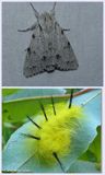 Cottonwood dagger moth and larva (<em>Acronicta lepusculina</em>), #9205