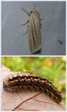Cattail caterpillar and larva (<em> Acronicta insularis</em>), #9280