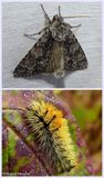 Impressive dagger moth and larva (<em>Acronicta impressa</em>), #9261
