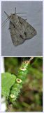 Ochre dagger moth and larva (<em>Acronicta morula</em>), #9236