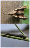 Dark-spotted palthis moth and larva (<em>Palthis angulalis</em>), #8397