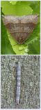 Maple looper moth and larva  (<em>Parallelia bistriaris</em>), #8727